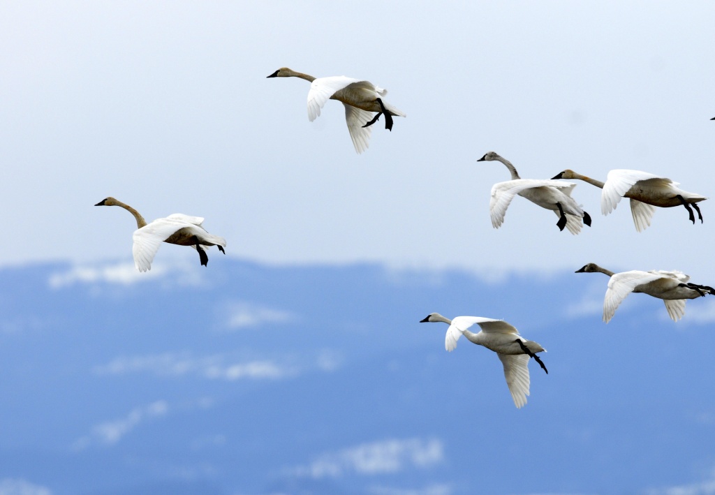 Swans in flight_CP.bmp_compressed