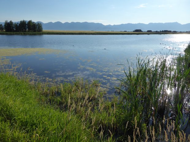 Migratory Bird Habitat at Reed’s Slough Conserved